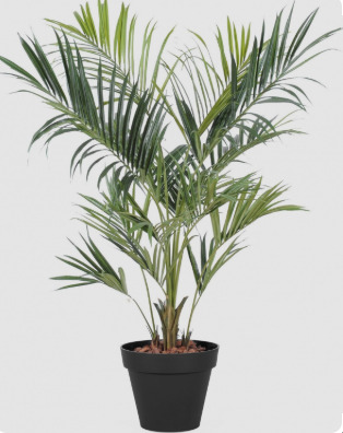 Des plants selectionnés