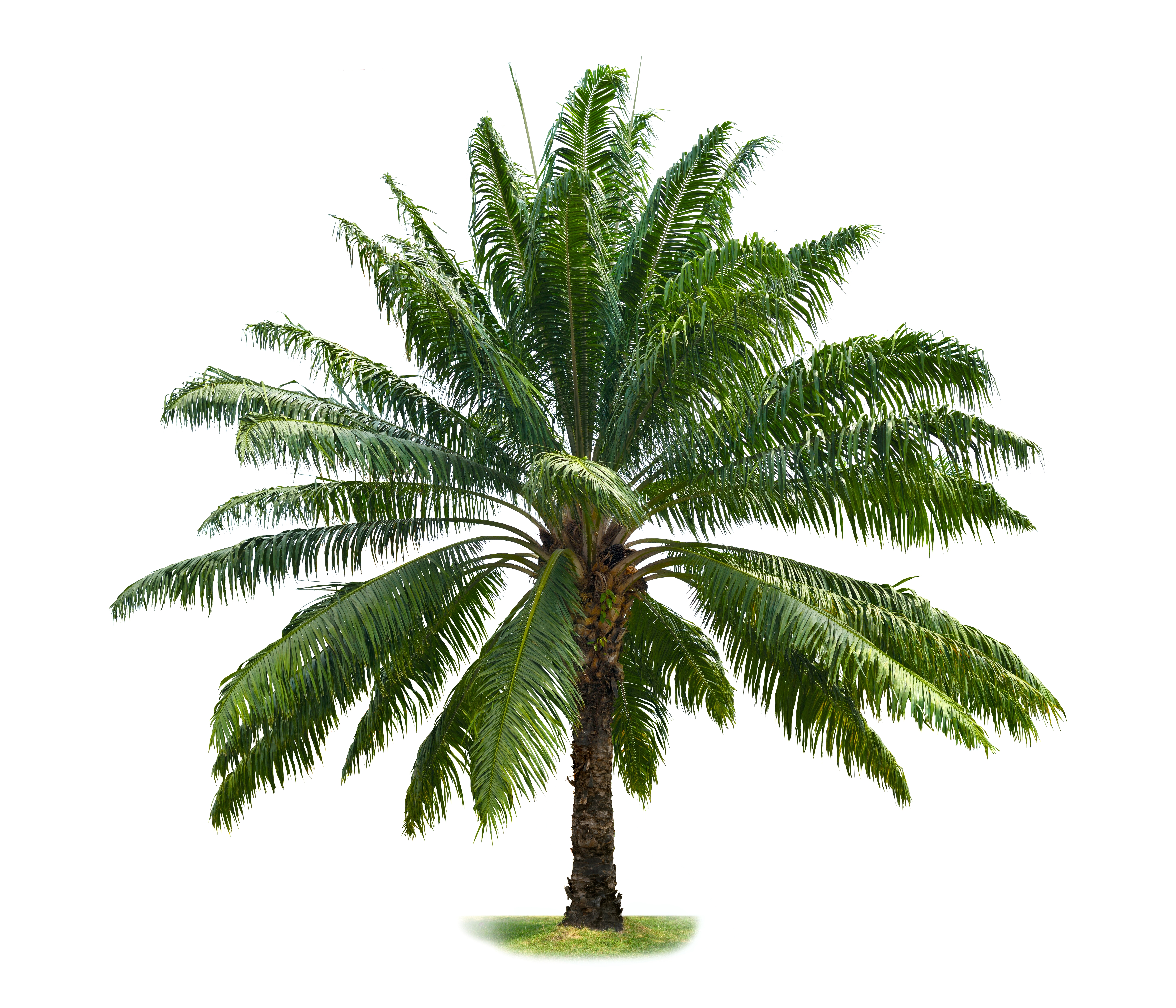 Des palmiers d'exception